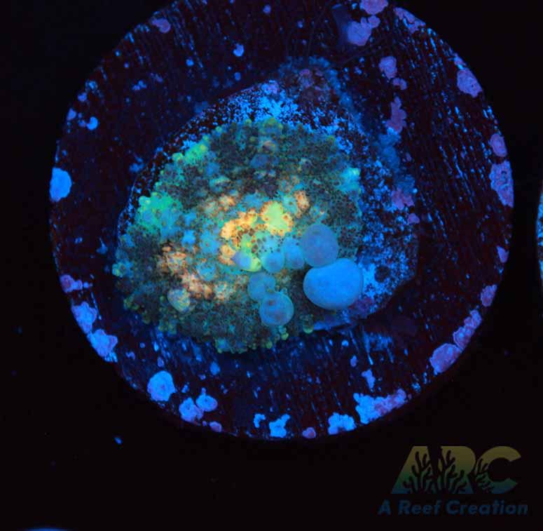 Powerball Bounce Mushroom