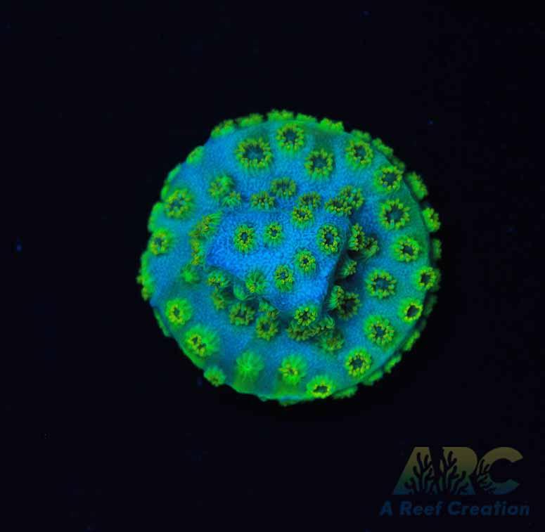 Neon Green Cyphastrea