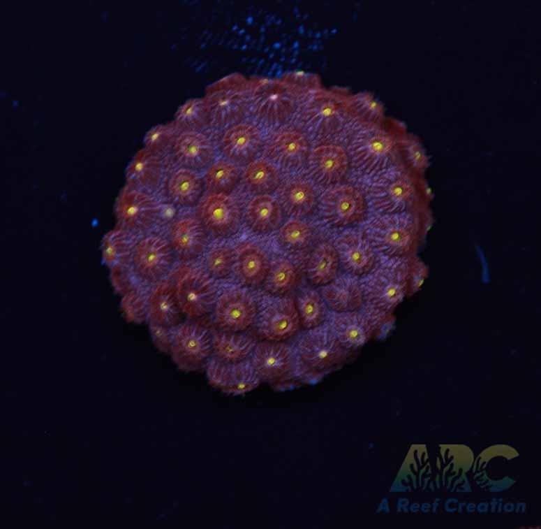 Bling Bling Cyphastrea