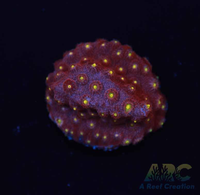 Bling Bling Cyphastrea