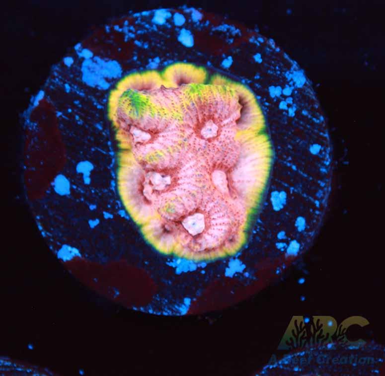 Tyree War and Peace Favites