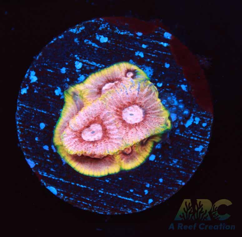 Tyree War and Peace Favites