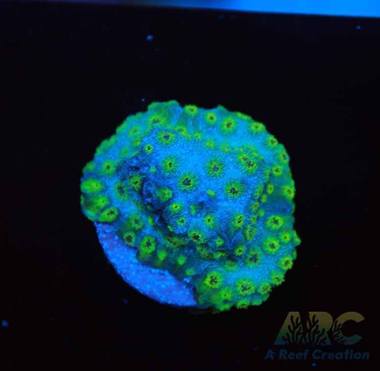 Neon Green Cyphastrea