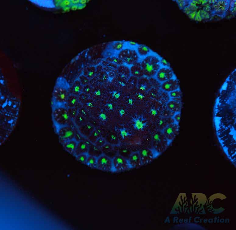 ARC Blueberry Leptastrea