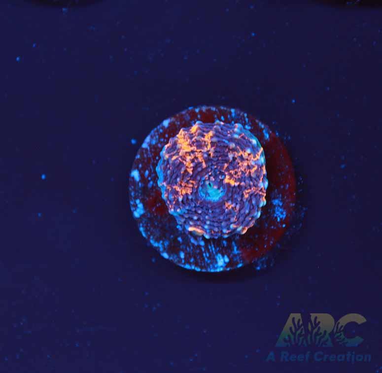 ARC Bottom Dweller Acan Echinata