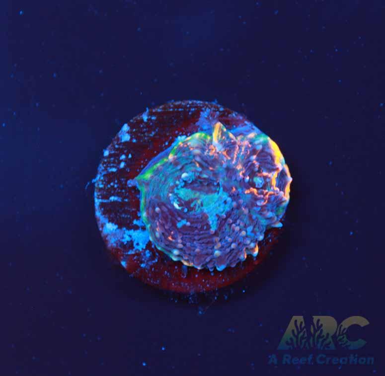 ARC Bottom Dweller Acan Echinata