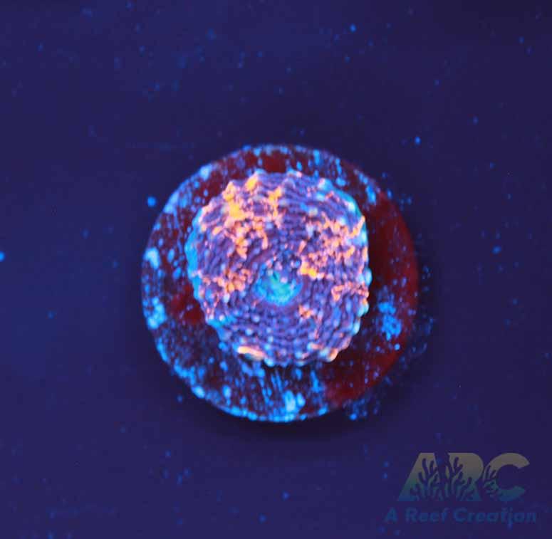 ARC Bottom Dweller Acan Echinata