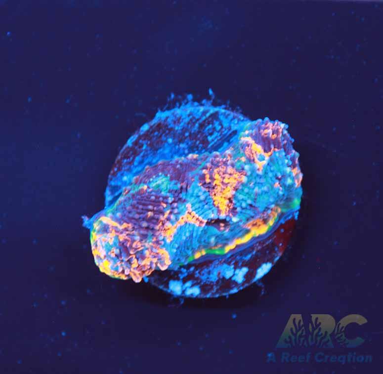 ARC Bottom Dweller Acan Echinata