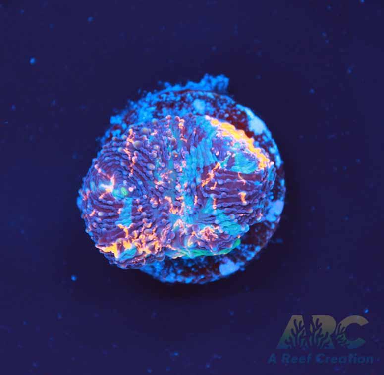 ARC Bottom Dweller Acan Echinata