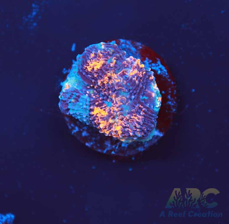 ARC Bottom Dweller Acan Echinata