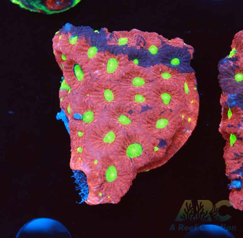 Multicolor War Coral XL Frag