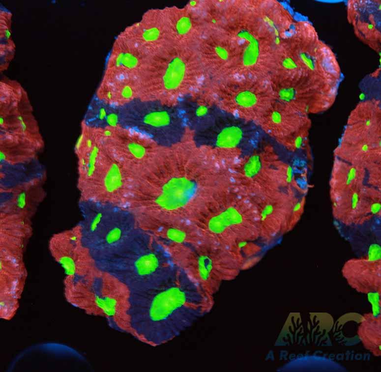 Multicolor War Coral XL Frag