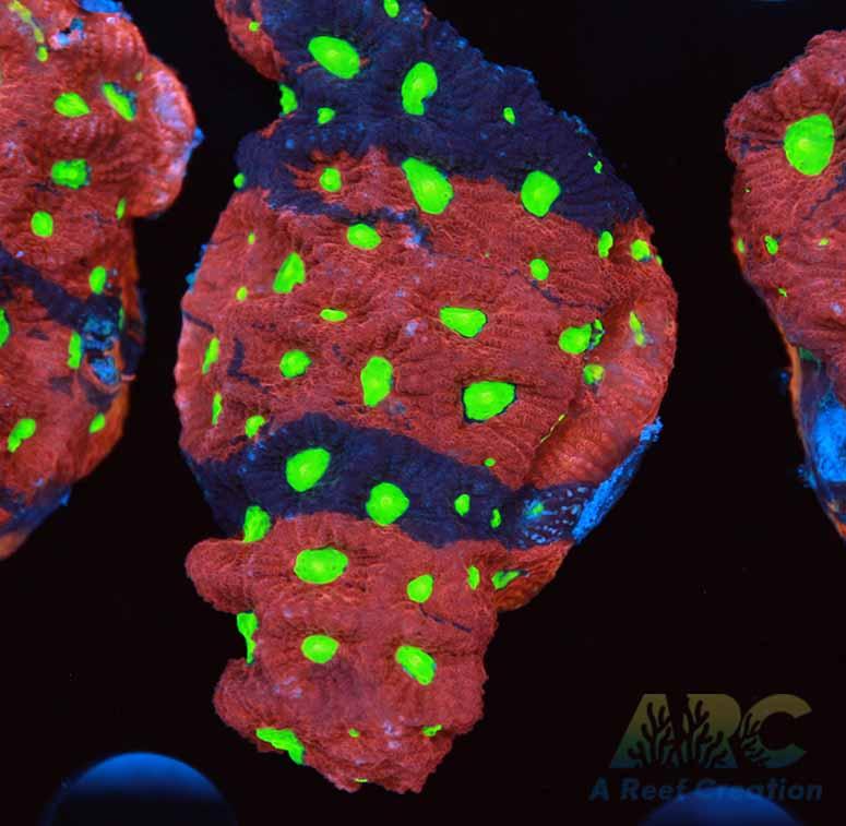 Multicolor War Coral XL Frag