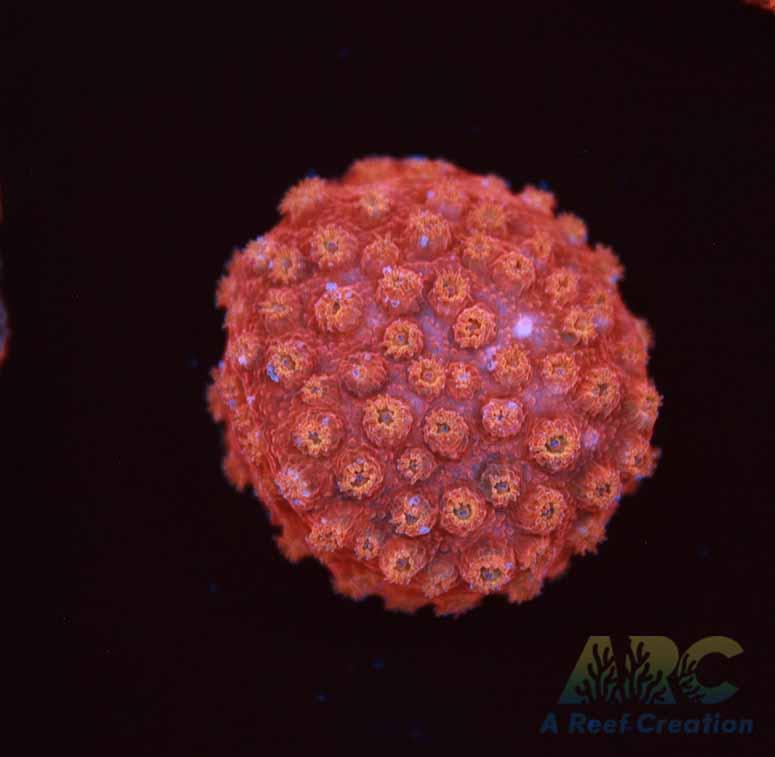 Cherry Red Cyphastrea