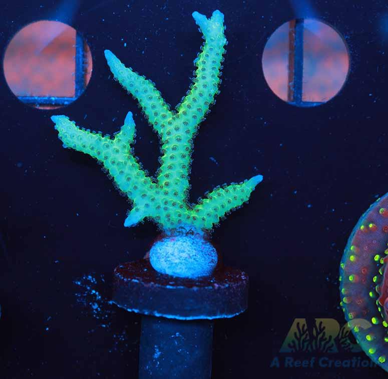 Tyree Ponape Birds Nest