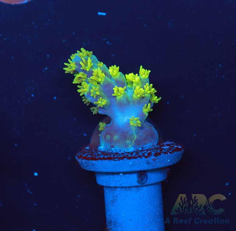 RR Marvin the Martian Acro