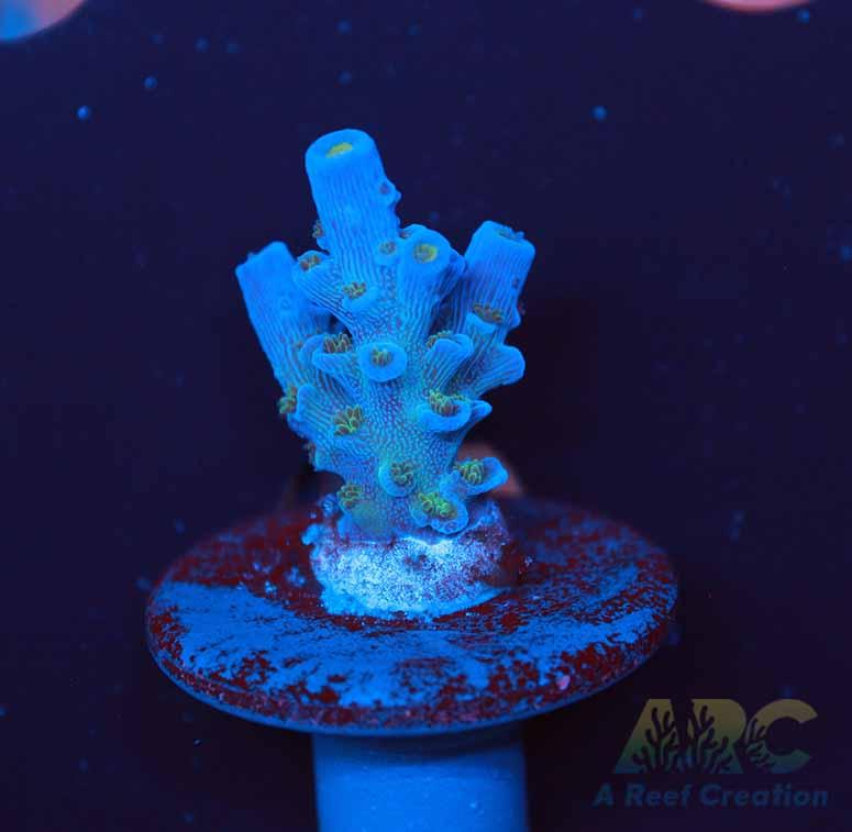 JF Jolt Acro