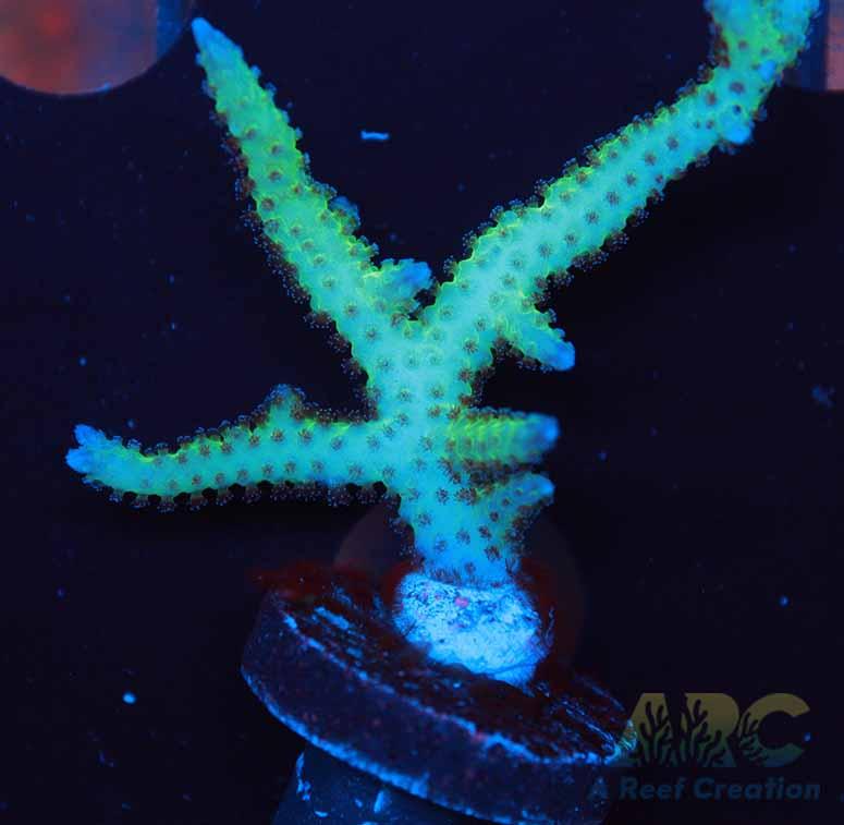 Tyree Ponape Birds Nest