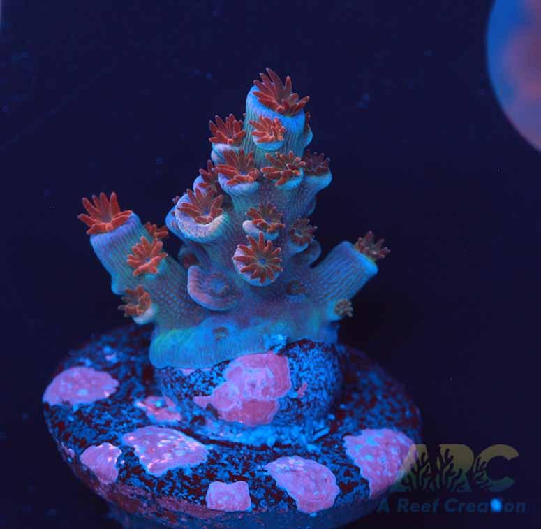 RRC Angry Birds Acro