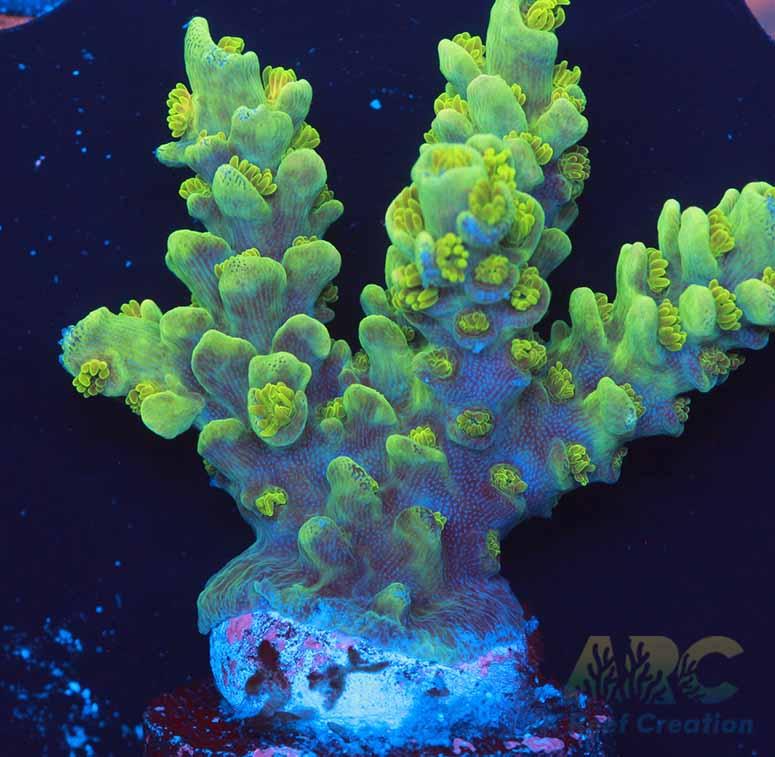 ARC Pineapple Tenuis