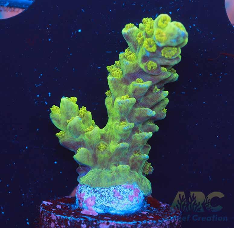 ARC Pineapple Tenuis