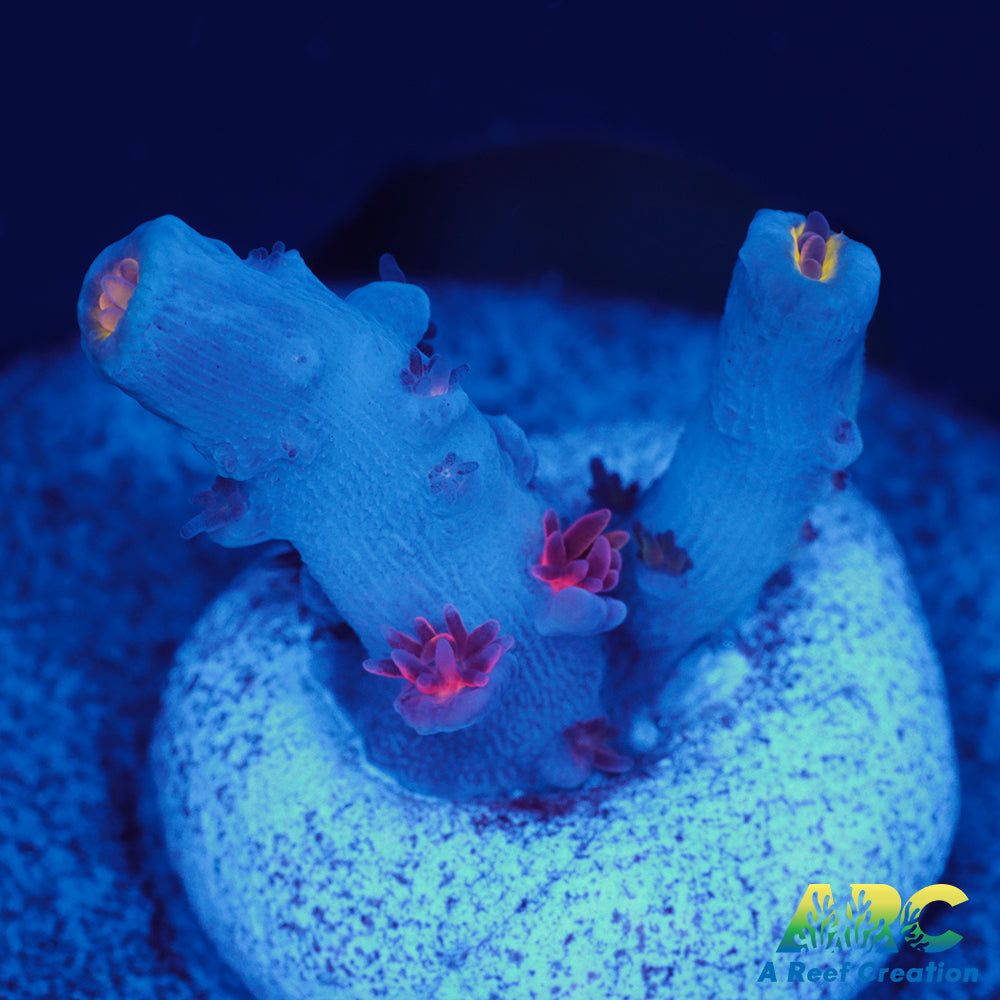 ARC Angry Birds Tenuis