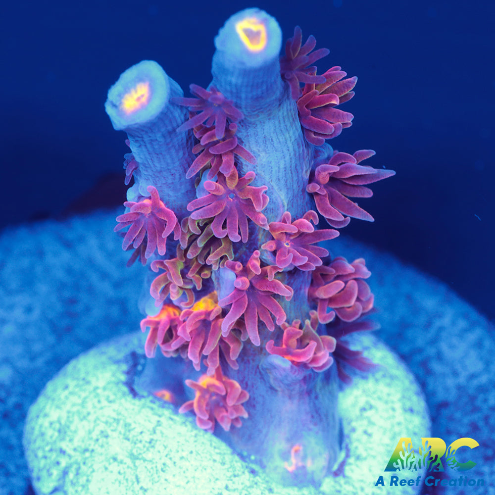 ARC Angry Birds Tenuis