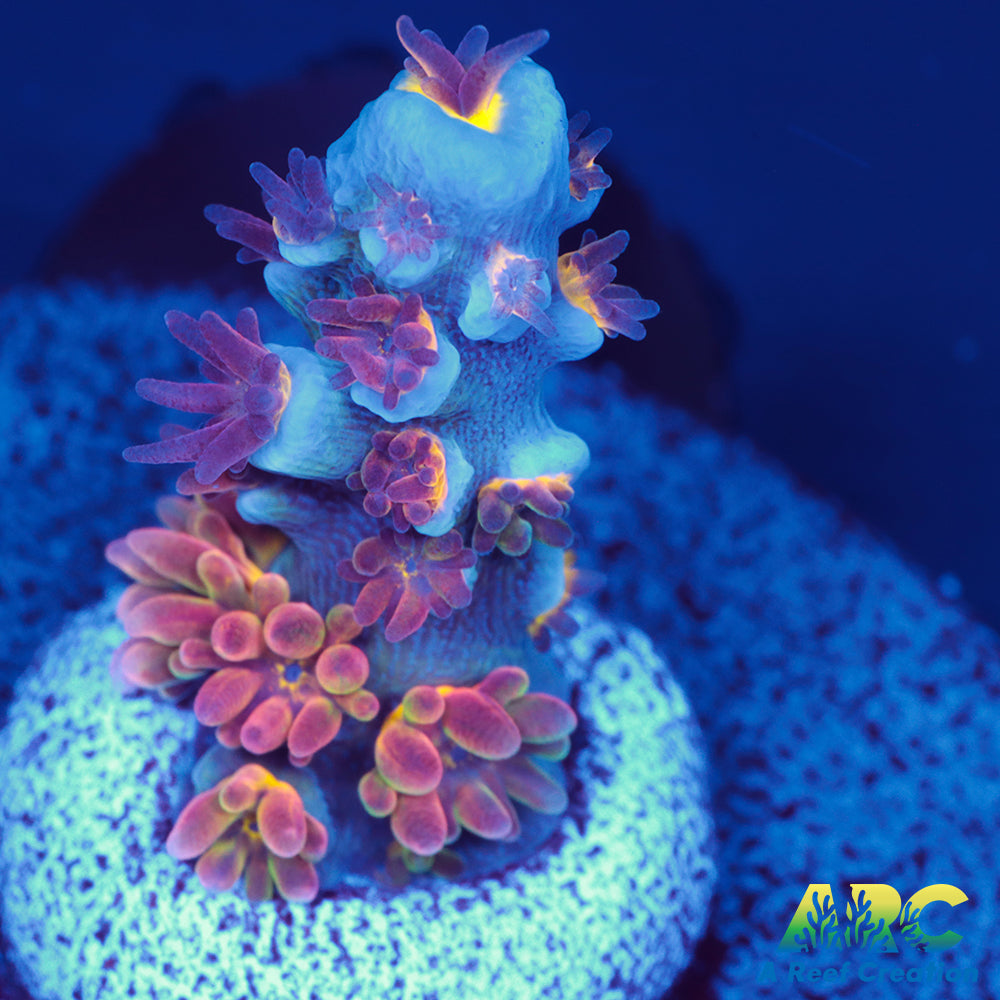 ARC Angry Birds Tenuis