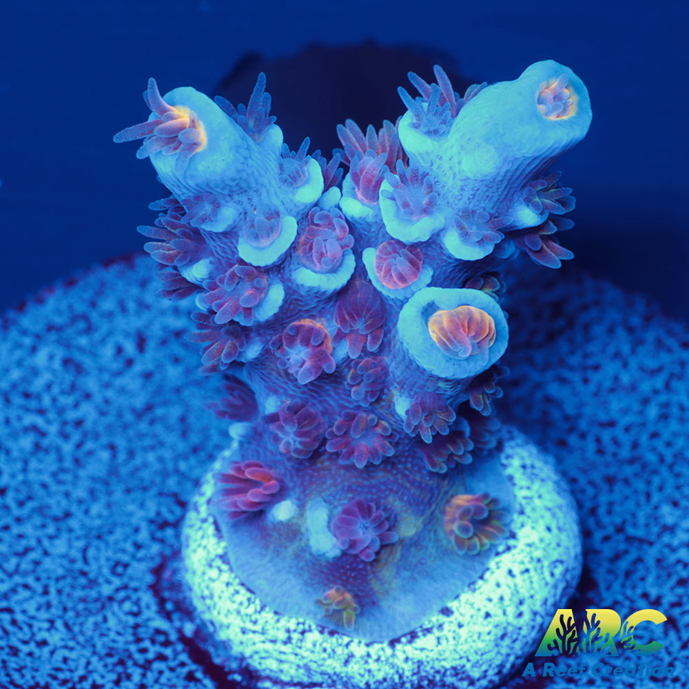 ARC Blue Birds Tenuis