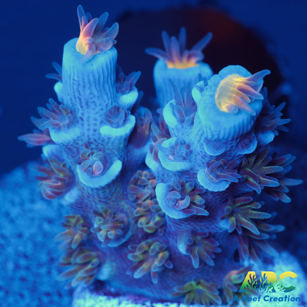 ARC Blue Birds Tenuis