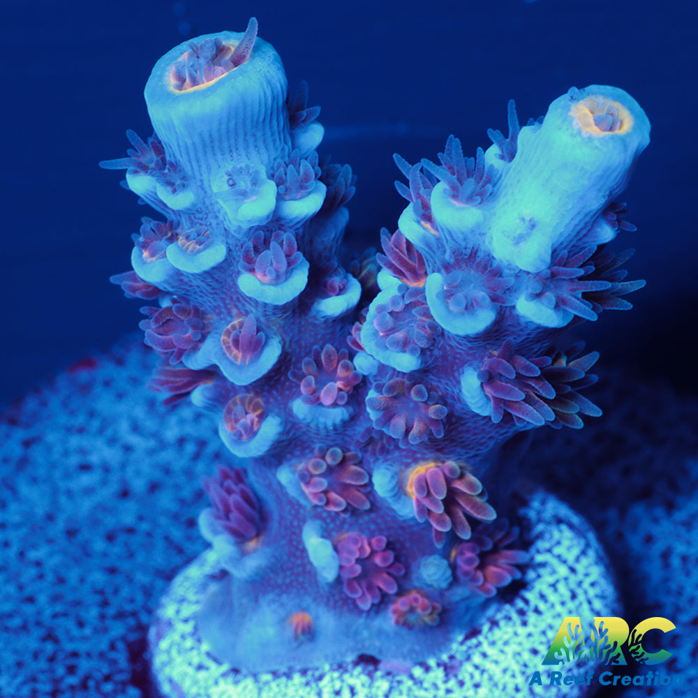 ARC Blue Birds Tenuis