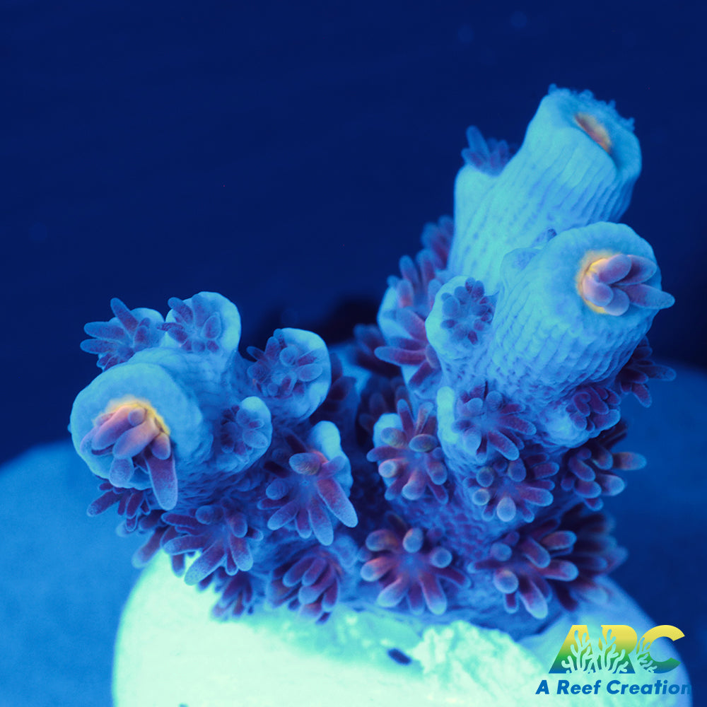 ARC Blue Birds Tenuis