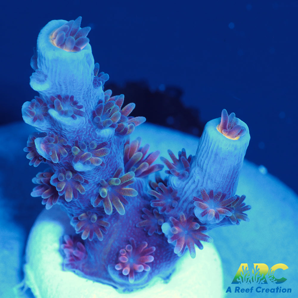 ARC Blue Birds Tenuis