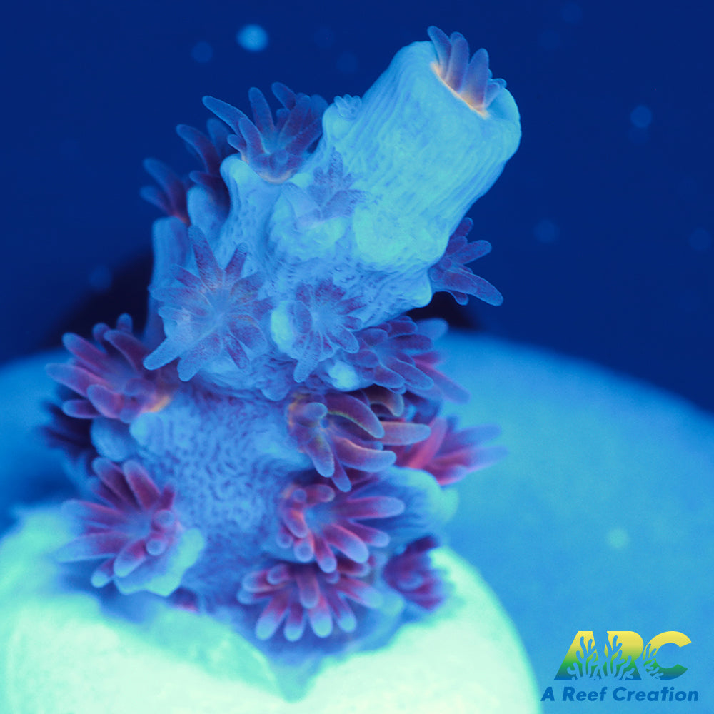 ARC Blue Birds Tenuis