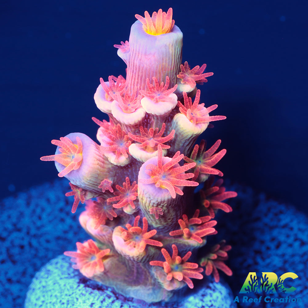 ARC Flame of Udun Tenuis