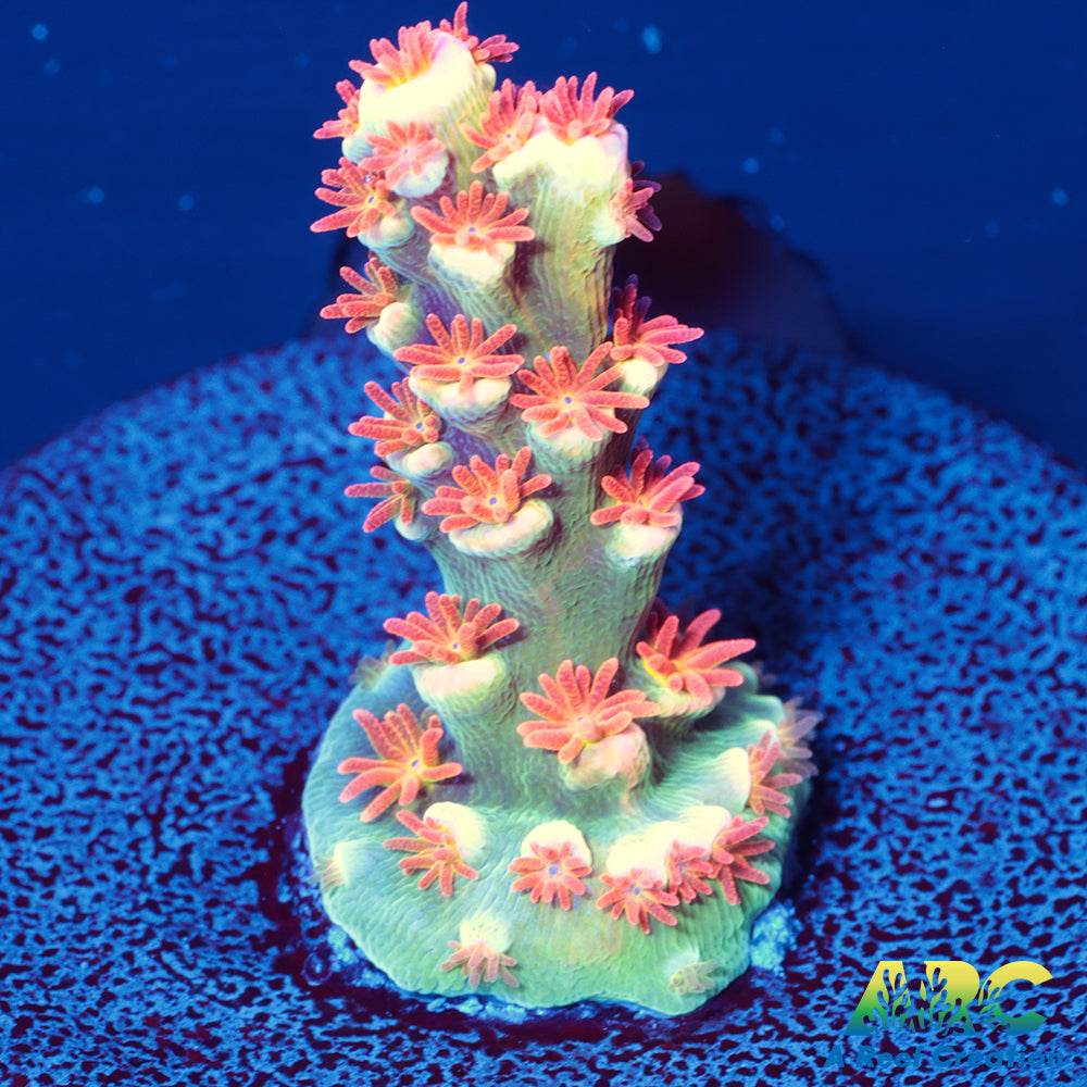 ARC Flame of Udun Tenuis