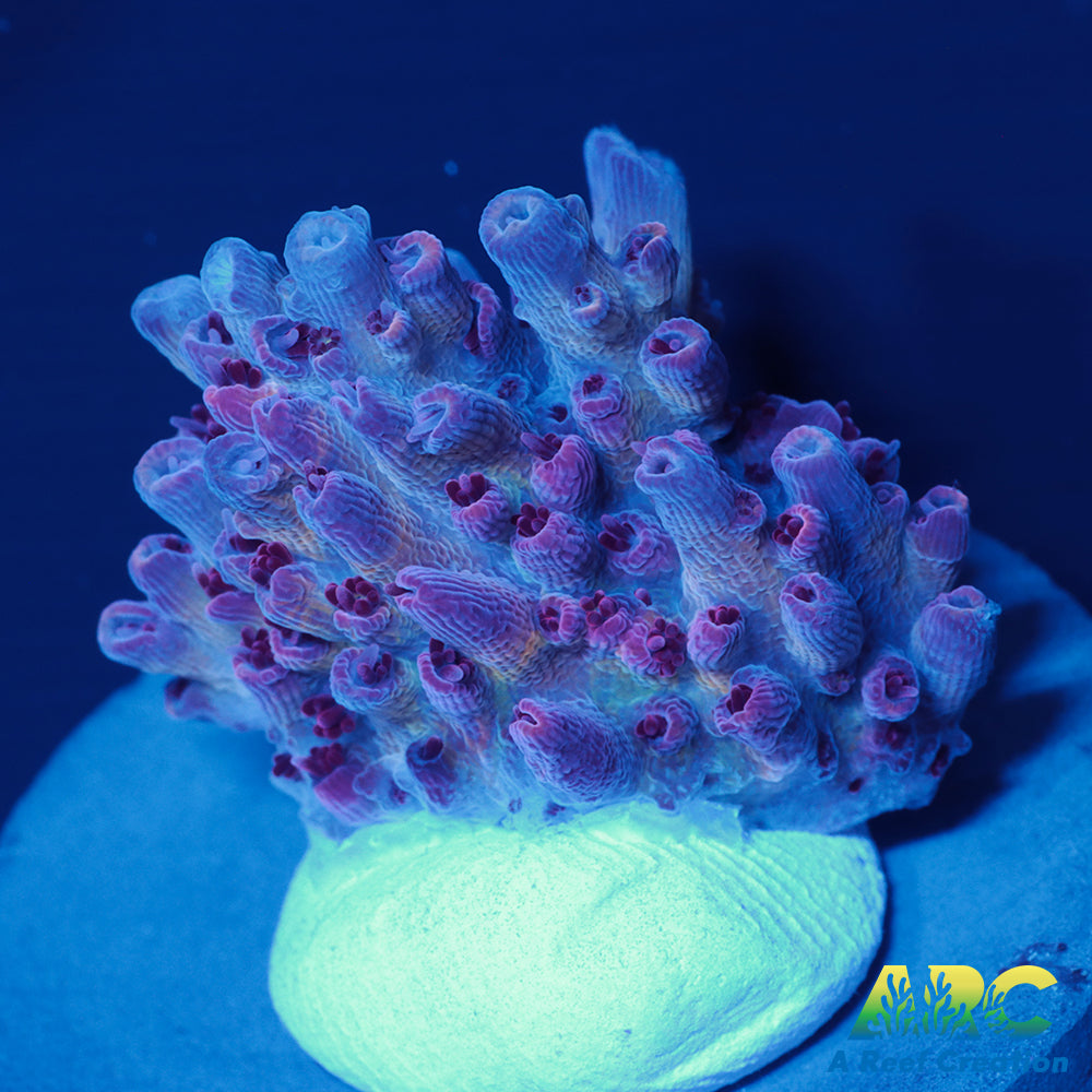 ARC Pomegranate Table