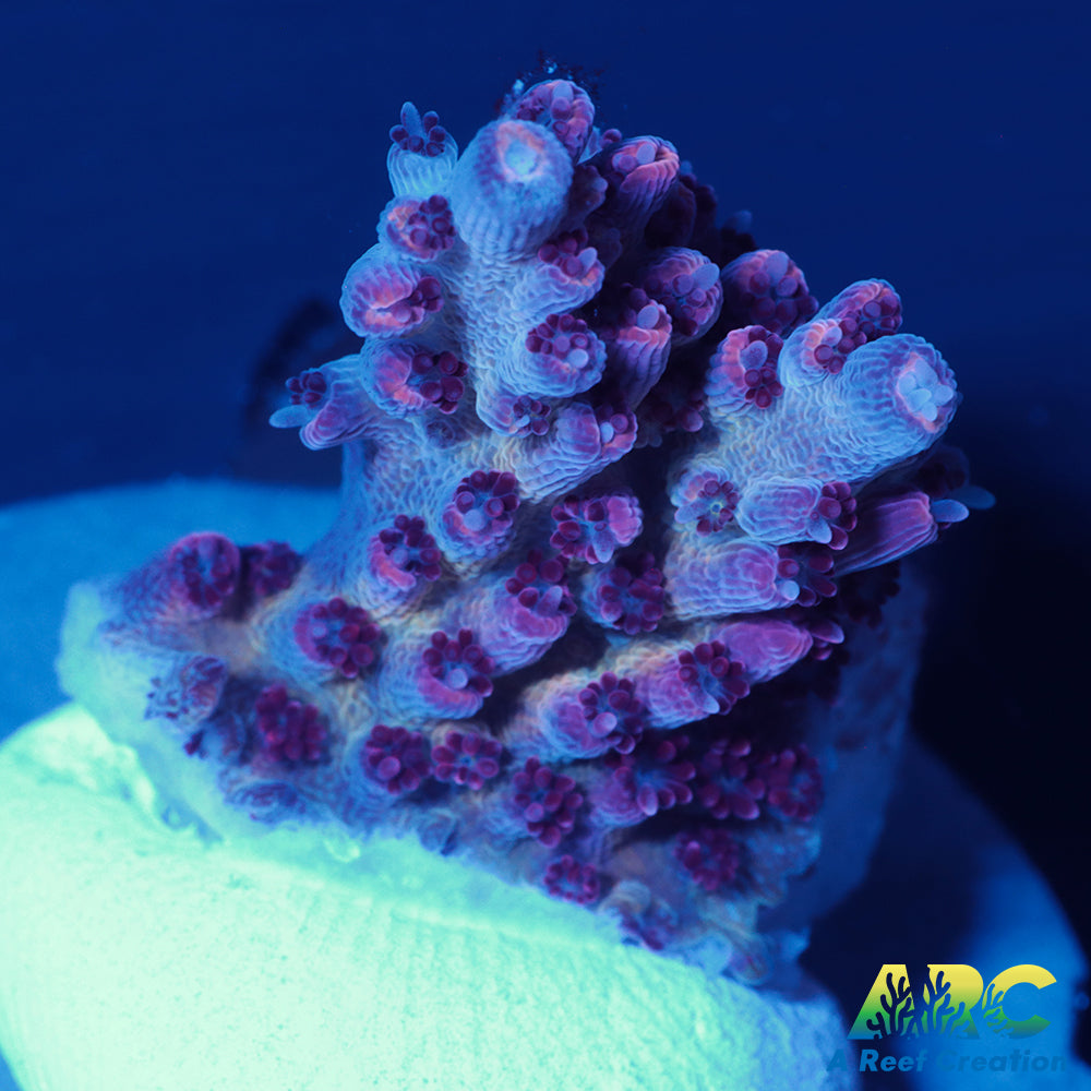 ARC Pomegranate Table