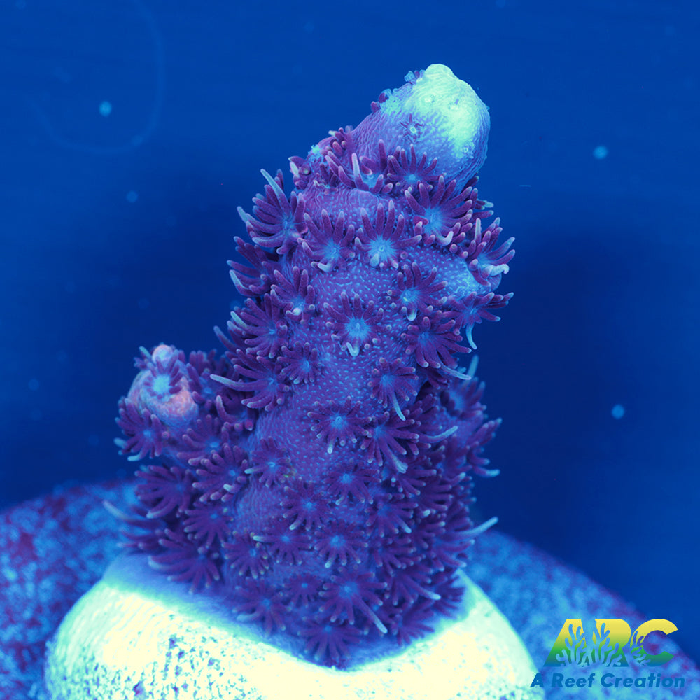 ARC Purple Milli