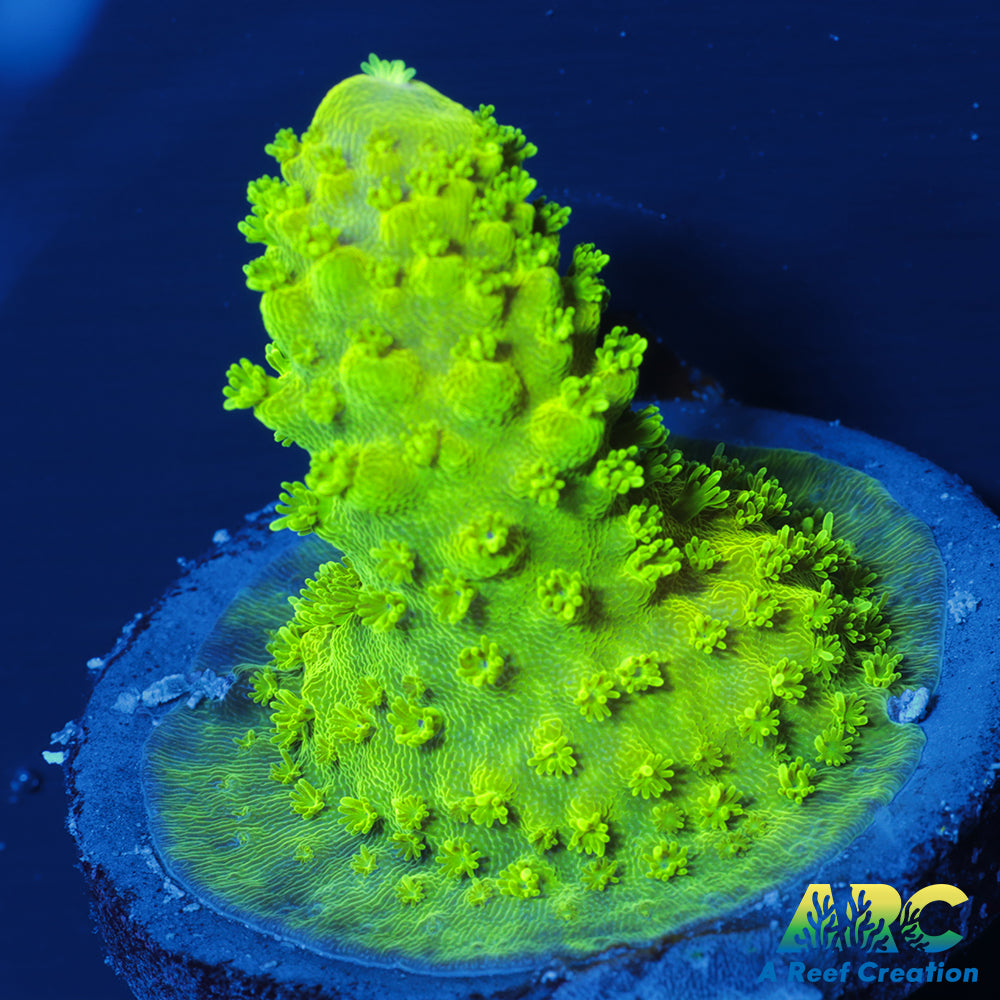 ARC RandyO's Humilis