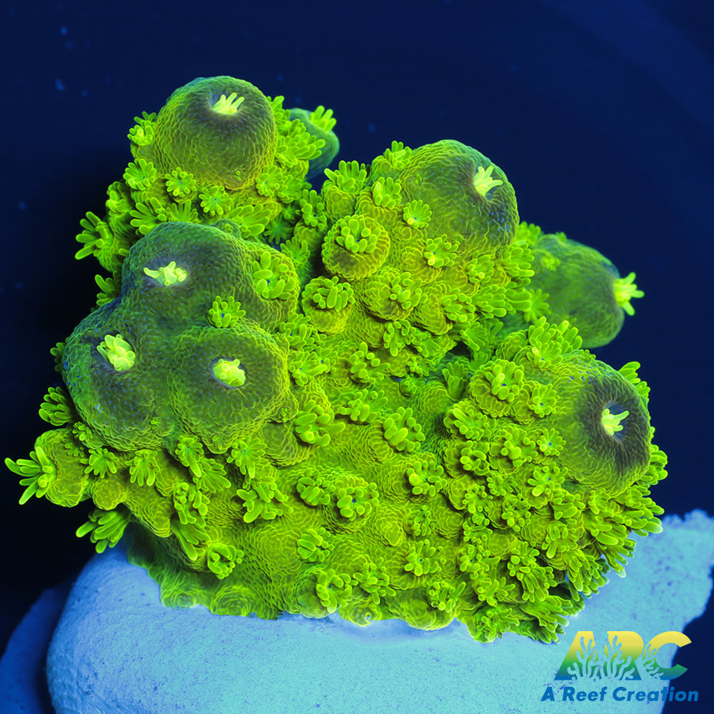 ARC RandyO's Humilis