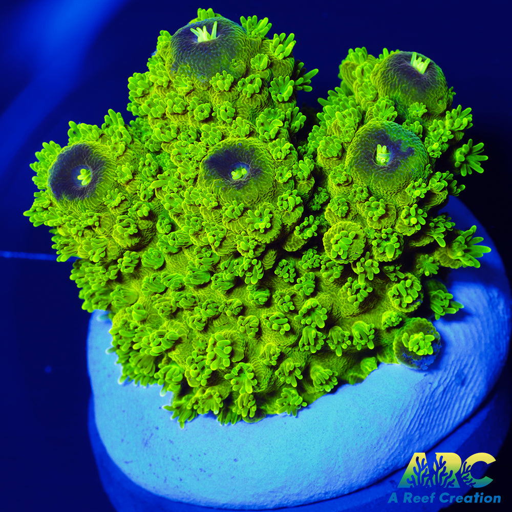 ARC RandyO's Humilis Massive Chunk