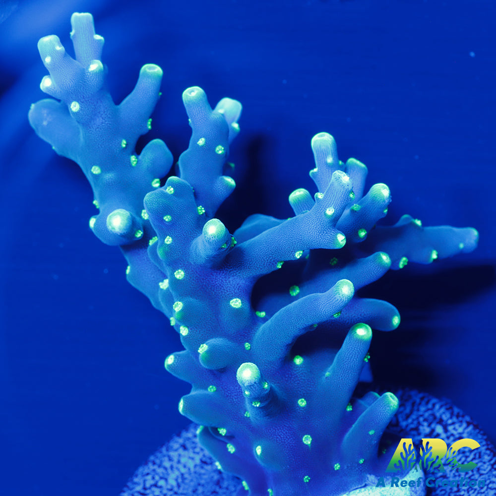 CC Needle in a Haystack