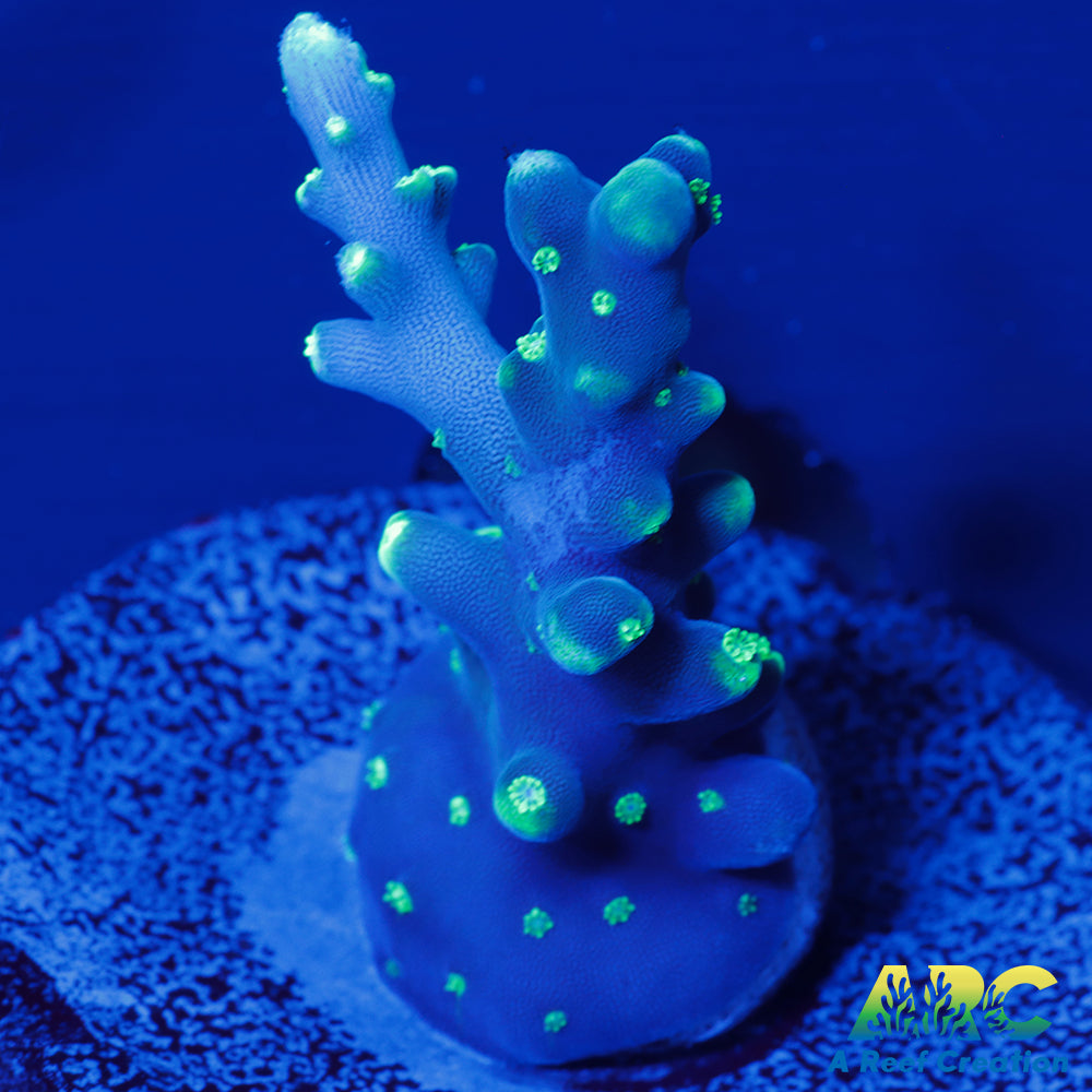 CC Needle in a Haystack