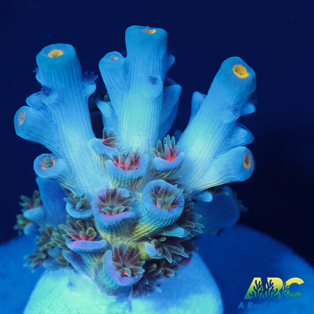 CC Pink Highlighter Tenuis