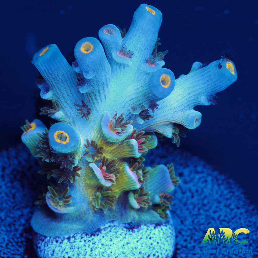 CC Pink Highlighter Tenuis