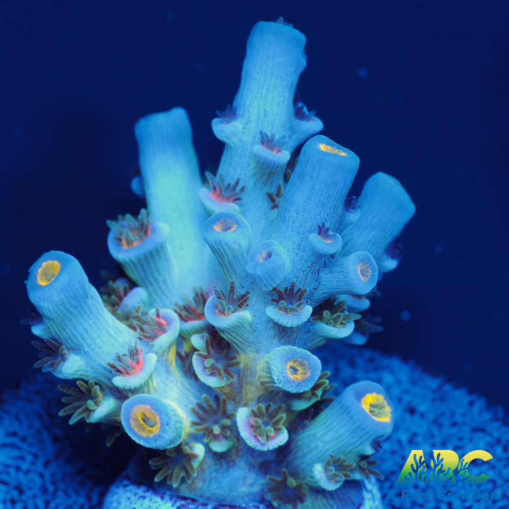 CC Pink Highlighter Tenuis