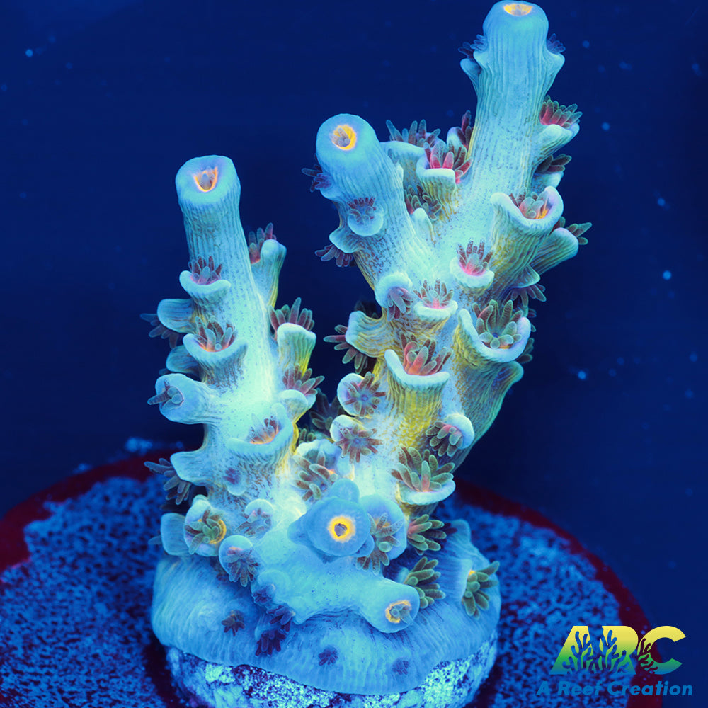 CC Pink Highlighter Tenuis