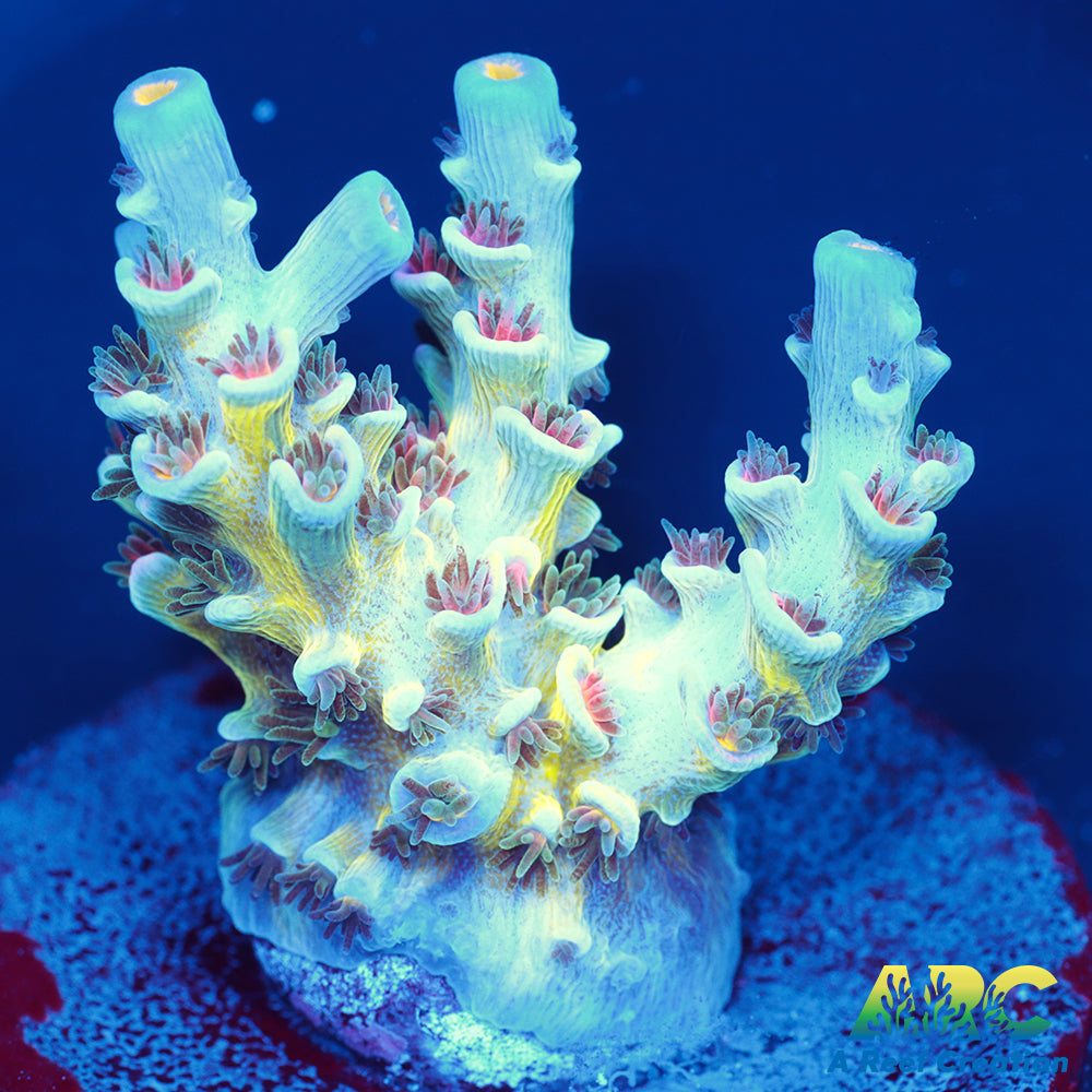 CC Pink Highlighter Tenuis