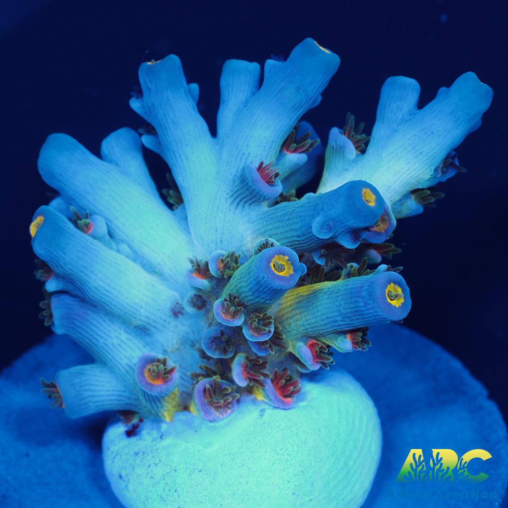 CC Pink Highlighter Tenuis